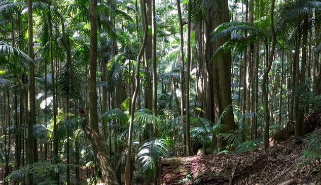 Looking to the side of a walking track, a relatively dense subtropical rainforest of piccabeen palms and larger rainforest trees, hanging vines and understory plants. There is dappled sunlight, suggesting a larger tree may have fallen and created a gap, and the rotting trunk of an older fallen tree is visible in the foreground.