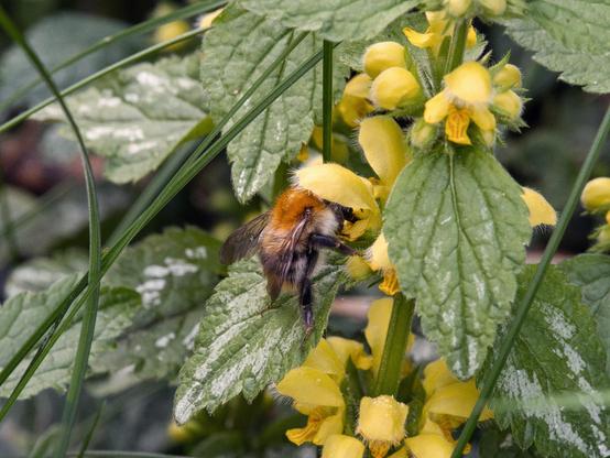 Field bumblebee collecting pollen from a yellow blossom
