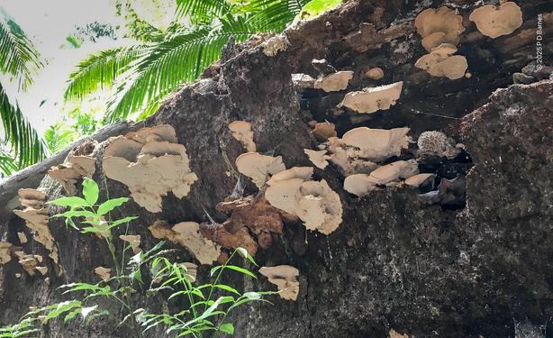 A dense colony of bracket fungi (unidentified) and one ? possibly cauliflower mushroom growing on the underside of a fallen rainforest giant.