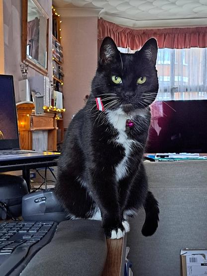 A black and white cat sat carefully on the edge of a keyboard, poised to "help".