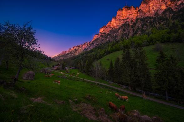Bergtal mit einem von der Abendsonne beschienenen Bergkamm. Im Vordergrund weiden Kühe in der Dämmerung.