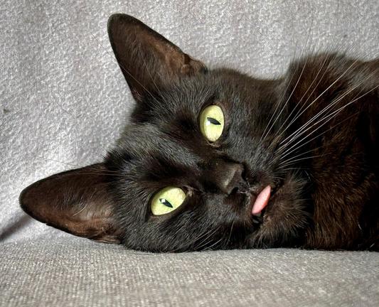 A closeup of the face of a black cat named Mini that lies on a sofa and looks into the camera. The tongue sticks out a little.