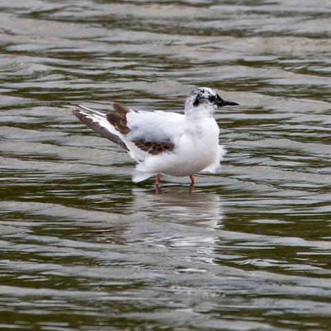 Little Gull