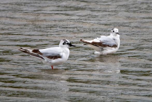 Little Gulls