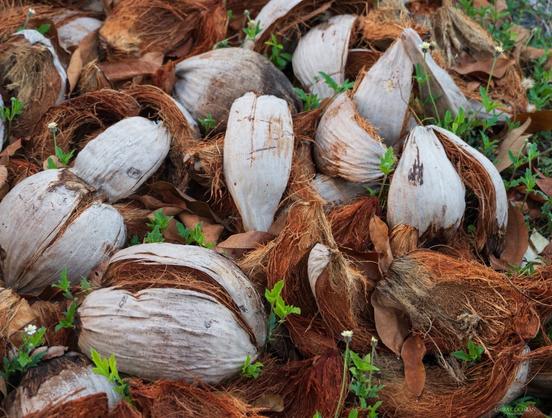Coconut shells/husks.