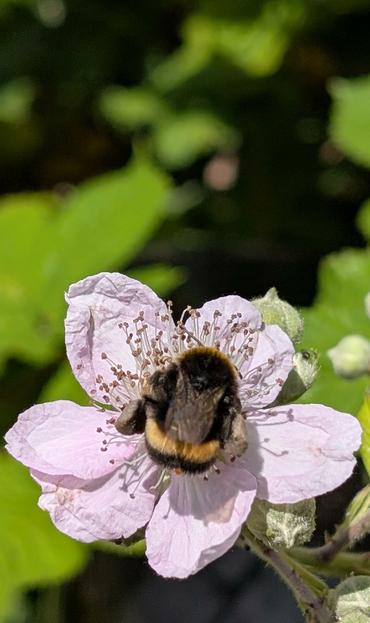A close view of a white flower against the greenery of leaves behind. The flower has six rounded, flat, white petals with just a hint of pink in them, lots of stamen, and a large bumble bee is in the centre feasting with its topside and backside facing us.