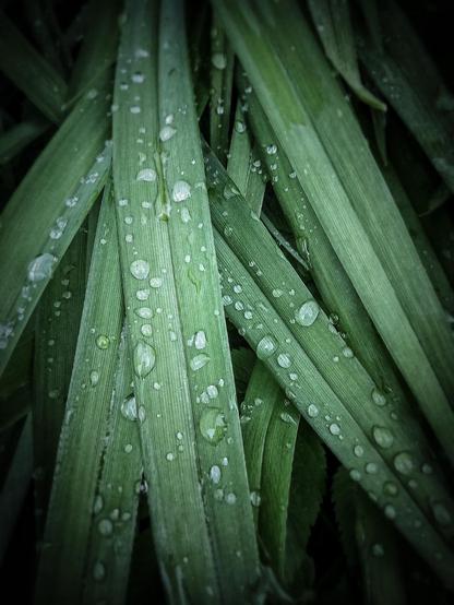 Many long green leaves of a plant are covered in water drops from a passing rain shower.