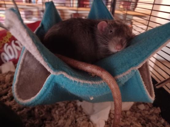 cute pet rat lounging in a hammock, glaring at you. Yes, you.