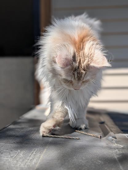 A cream coloured maine coon bats looks down and a nail with his fore paw.