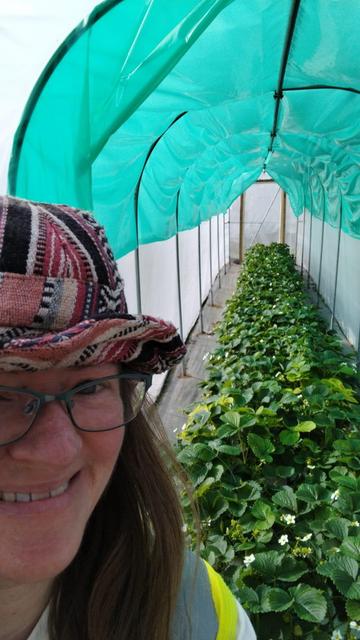 A smiling person standing close to the camera at one end of a 12m long, 2m wide polytunnel, along which is a long row of bushy green strawberry plants with some white flowers visible. The roof of the tunnel is hung with a green coloured film.