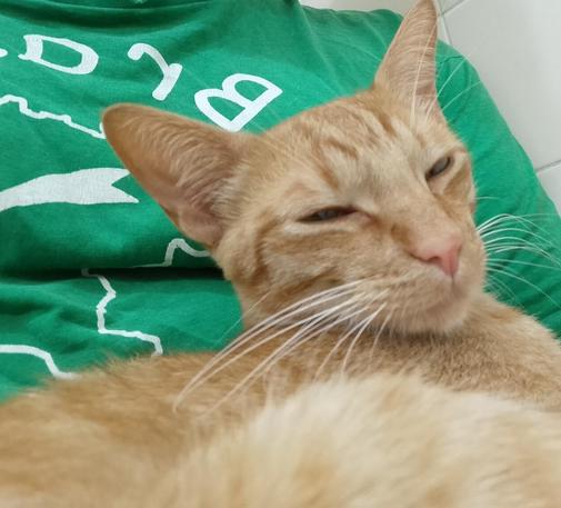 a photo of one of octo's orange tabby cats snuggling up on octo's lap squinting into the camera comfortably. octo is wearing a green shirt
