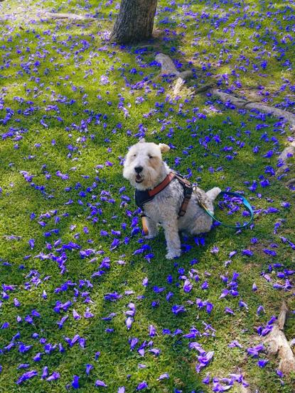 A dog sits happily in the grass, surrounded by bright purple flowers.
