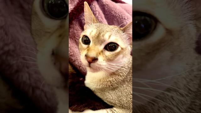 大好きなたぬき猫をぺろぺろして猫吸いもしちゃうシンガプーラなのにゃ♪ #cat #シンガプーラ #トンキニーズ#たぬき猫#singapura#tonkinese