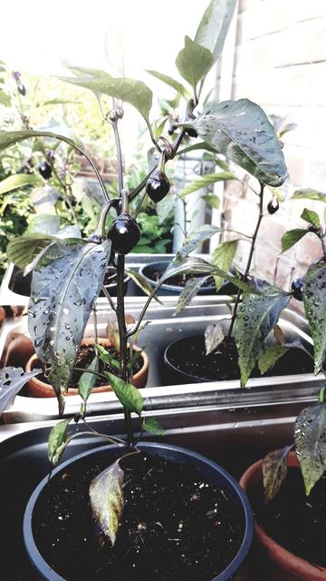 This is a collection of six young chilli plants in pots. Each plant has one to three black, heart-shaped chillies. I placed the pots in three stainless steel trays. The trays are outside in a sunny spot, next to a wall of the house.