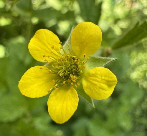 Gelbe Blüte
im Hintergrund verschwommenes Grün
Garten Mai 25