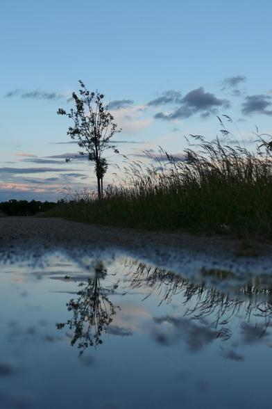 Das Bild zeigt eine idyllische Landschaft in der Abenddämmerung. Ein Kiesweg schlängelt sich durch das Bild, und im Vordergrund liegt eine Pfütze, die wie ein natürlicher Spiegel wirkt. In ihr spiegelt sich ein einzelner Baum mit ausladenden Ästen sowie der Himmel, der in sanften Blau- und Rosatönen gefärbt ist. Um den Baum herum wächst hohes Gras, das sich im Wind leicht zu bewegen scheint. Vereinzelte Wolken ziehen am Himmel entlang, und das warme Licht des Sonnenuntergangs taucht die Szene in eine ruhige, fast verträumte Atmosphäre