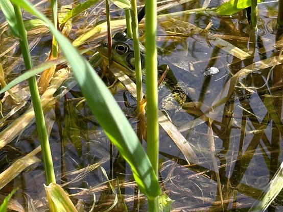 A green frog, seen side-on hiding neck deep in the water amidst some green plant stems.