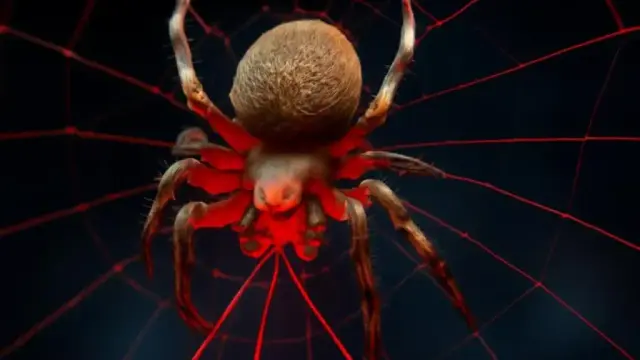 Spiders' genes have been modified to produce glowing silk - a scientific sensation