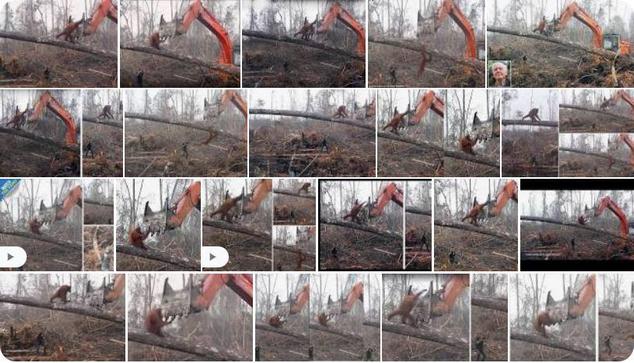 Stop-motion images of a red orangutan attempting to fight a giant bulldozer destroying his home, the rainforest.