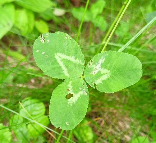 A close-up photograph of a clover. The light pattern on the three leaves, which on most other clovers around makes a sort of a three-point star, creates an almost perfect triangle. In the blurry background, some other plant leaves and blades of grass are visible.