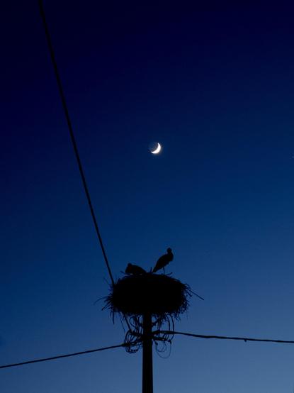 A silhouette of two storks perched on a nest atop a utility pole, set against a deep blue evening sky with a crescent moon visible in the upper right corner.