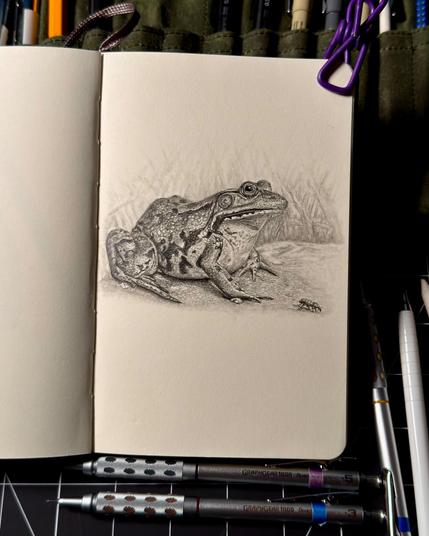 Detailed graphite pencil sketch of a green frog resting on the ground, with reeds in the background and a small insect nearby.&10;