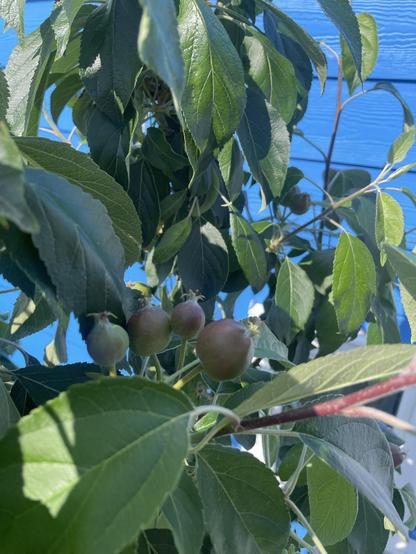 A closeup view amongst the green leaves of an apple tree shows a cluster of four small apples
