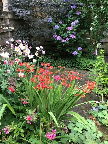 Photo of a multi flowered garden with in the background a Hydrangea macrophylla