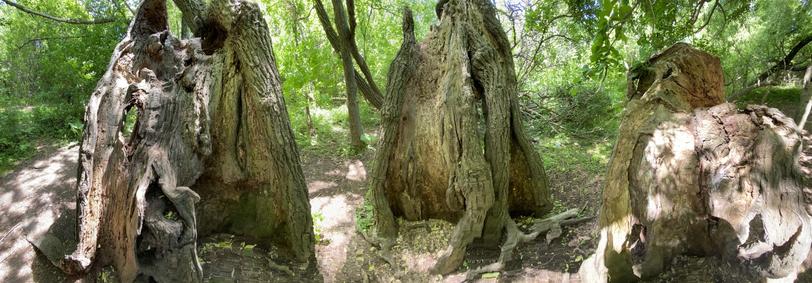Panoramic photo taken while standing inside the ruins of the tree trunk. Each section is a third of the tree.