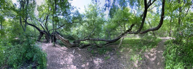 A panoramic view of a dense, green forest featuring a large, fallen tree split into three with prominent, curved branches. The scene includes a winding dirt path surrounded by lush foliage, indicating a tranquil and natural environment.