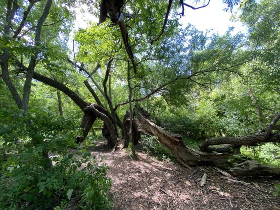 The exploded tree trunk from a distance. How is it still alive? It looks like it was drawn and quartered. Thirded? It's in three discreet parts.