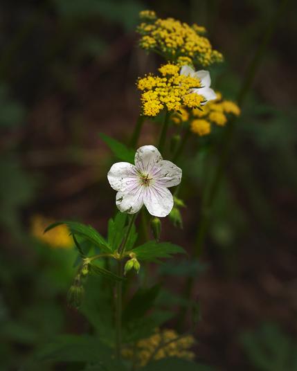 A close-up of a white wildflower with pink veins, surrounded by small yellow flowers and green foliage, against a blurred background.