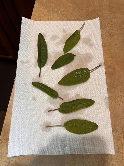 Photo of several large sage leaves on a paper towel.