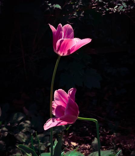 Two pink tulips backlit by the sun on a dark leafy background