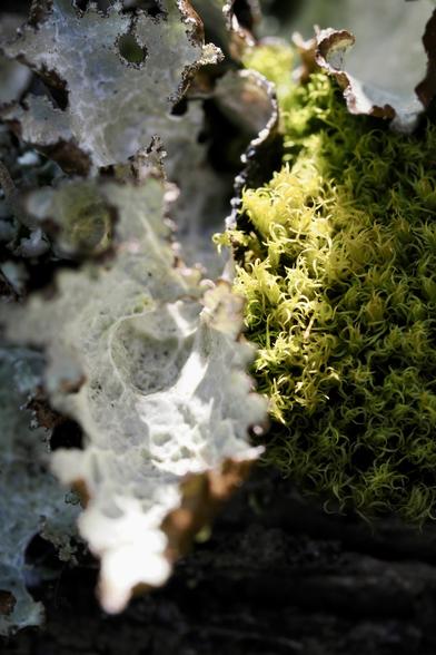 Grey white “leafy” lichen occupies the left, green wall moss on the right. These two share a sunbeam on an old fence
