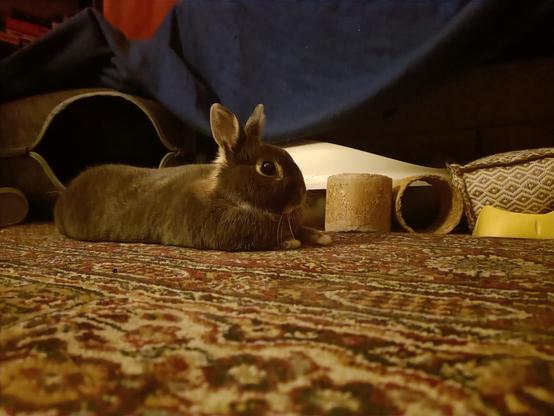 Lua lays on the floor belly down, her two front paws in front of her towards the camera. She is looking at the camera with one big eye, and her hears are upright and listening