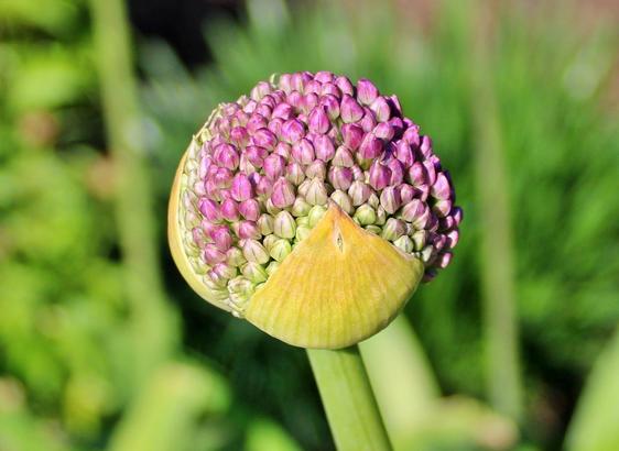 Globe-shaped flower bud beginning to open with purplish closed future flowerets being exposed as the yellowish outer leaves separate on a thick green stem. The background is a blur of nearby plants and flowers.