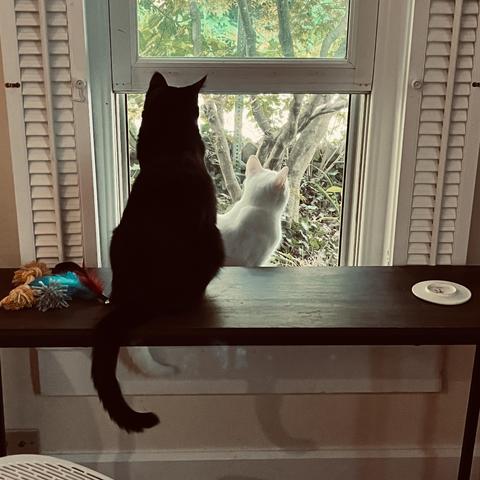 in front of a window, a black cat looks out from sitting on a table in front of the window and in front of him, a white cat on the window sill also looks out the window