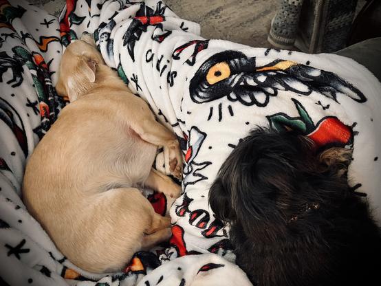 Two small dogs curled up and sleeping on a blanket on my lap. They look completely comfortable.