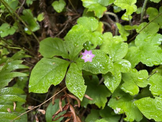 Lots of greenery on a redwood forest floor, with one tiny pink flower nestled among it. It’s a Pacific Star wildflower. Everything is wet from significant fog drip. Purisima Redwoods Open Space Preserve, California.