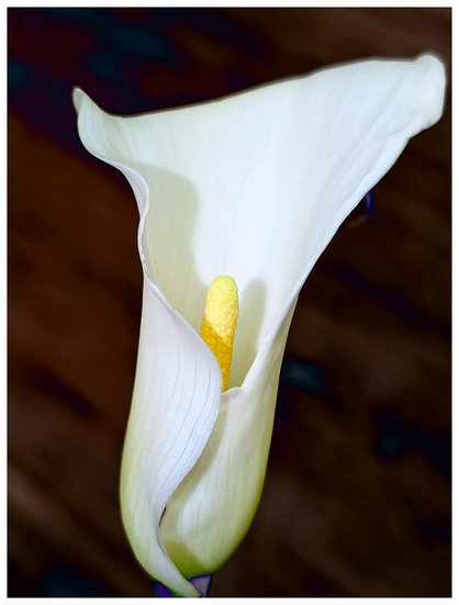 close-up. flash. a single white calla lily against a dark brown background.
