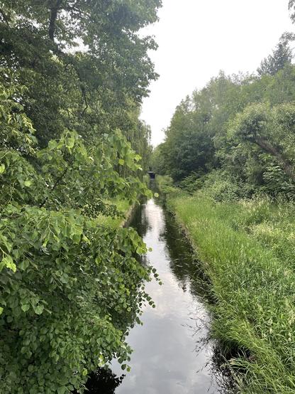 Ein Foto, aufgenommen von einer Fußgängerbrücke in Berlin-Wedding: eine Grünanlage am Flüsschen Panke, deren Ufer bisher noch ungemäht geblieben sind, weswegen in der Aufnahme überwältigendes Grün vorherrscht. In etwas Abstand zum Wasser stehen links und rechts Bäume, ein Ast der Linde ragt links im Bildvordergrund bis über den Fluss. Der Himmel ist unkonturiert und hochnebelartig bedeckt.