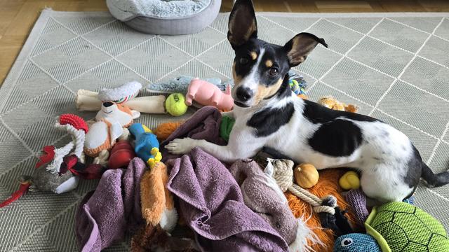Small dog with large ears on top of a large pile of toys.