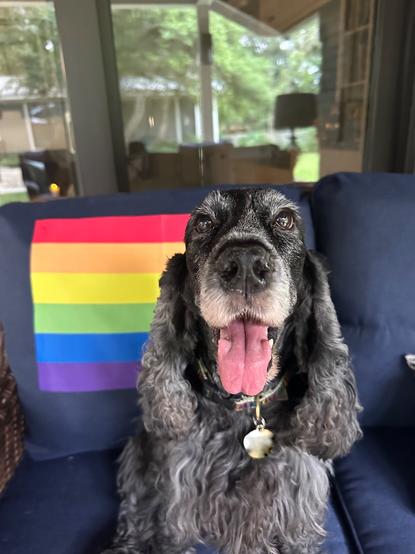 A blue roan English Cocker Spaniel, sitting on an outdoor sofa, with a pride flag behind her.