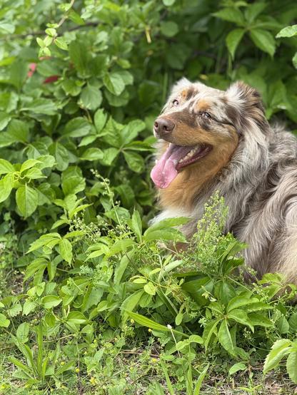 Red merle australian shepherd resting in a mass of green leaves. He is looking at the camera, pink tongue hanging out
