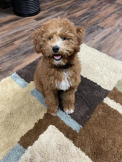 This picture is Rosie as a puppy. She has her mouth open smiling with those baby shark teeth showing big time. Her puppy hair is apricot and white... a light red. She's sitting on a brown plaid area rug.
