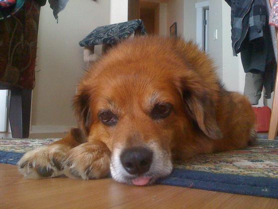 Reddish Dog laying on carpet and has its tongue stuck out.