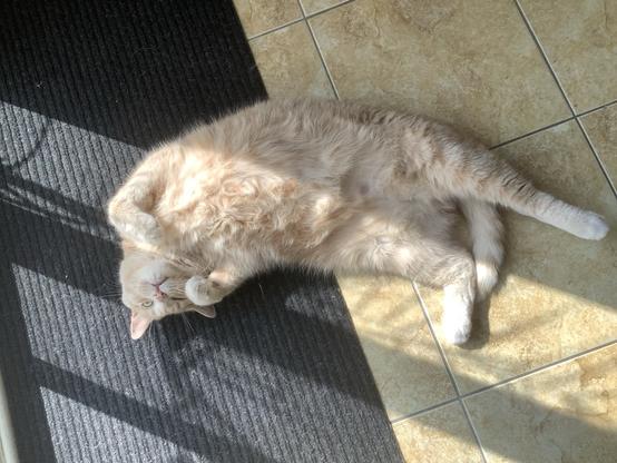 Overhead view of a beige tabby cat lying on his back with his legs stretched out and his head curled around to one side. He’s enjoying the sun.