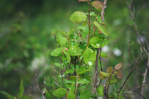 Close-up of green leaves with water droplets on them, surrounded by twigs, against a blurred green background.