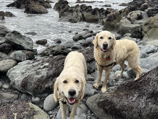 Two golden retrievers stand on rocky terrain by the shore, looking cheerful. The water is visible in the background, with the dogs appearing wet and playful.